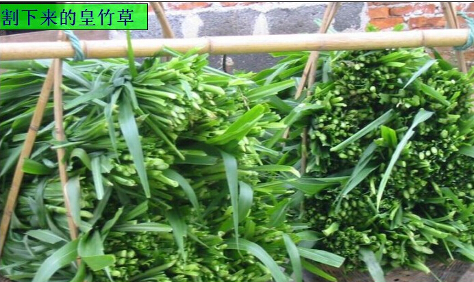 广西皇竹草种苗供应——柳州皇竹草批发商 