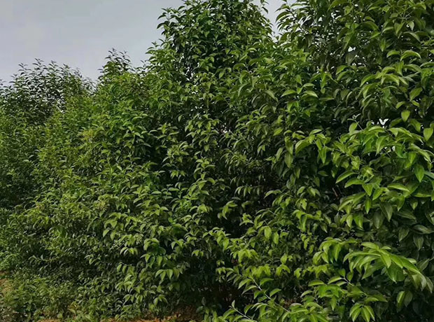 河南女贞 