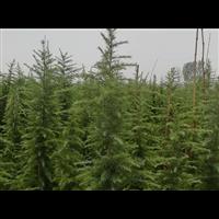 河南雪松小苗基地 