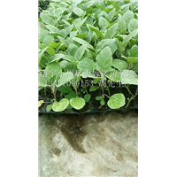 广西南宁有大量茄瓜苗出售，自育茄瓜苗，价格优惠，欢迎订购！ 