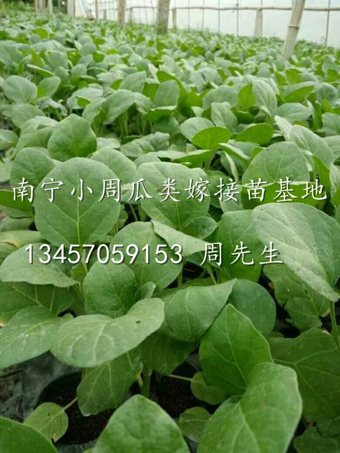 南宁茄子苗/出售高品质茄子苗/南宁茄子嫁接苗基地 