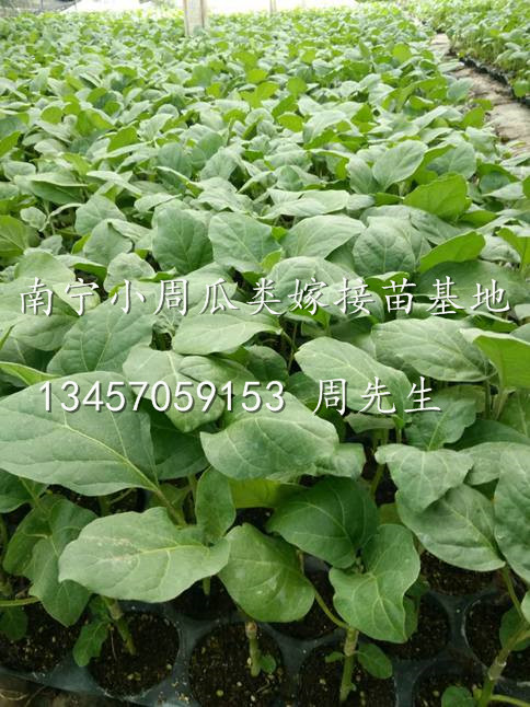 茄瓜苗供应/广西南宁茄瓜苗/广西南宁嫁接茄瓜苗 