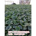 哪里有毛节瓜苗卖|广西毛节瓜嫁接苗|广西南宁毛节瓜苗批发 