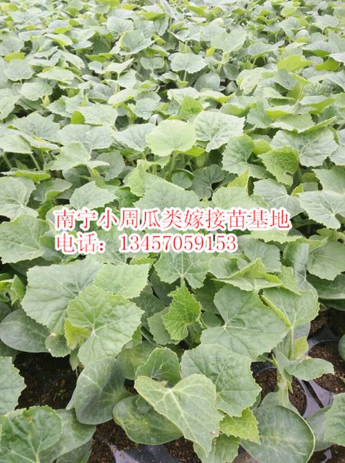 南宁苦瓜苗批发/2017年苦瓜嫁接苗大量上市/广西苦瓜苗基地 