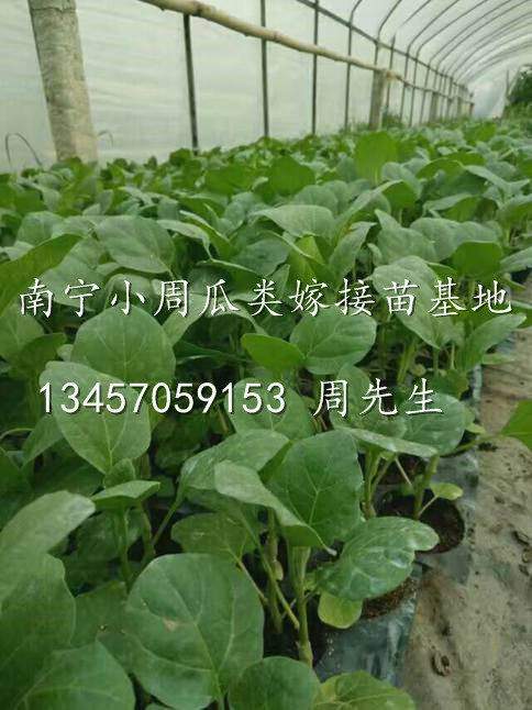 广西茄子苗、2017年茄子苗批发价格、广西南宁茄子苗基地 