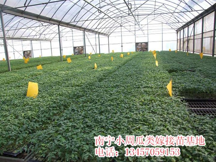 供应番茄嫁接苗|番茄苗|广西番茄嫁接苗 