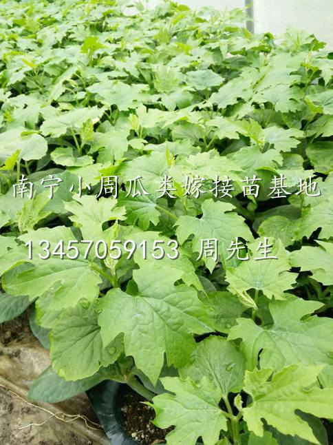 批发大量苦瓜苗✪广西苦瓜苗价格✪南宁苦瓜嫁接苗 