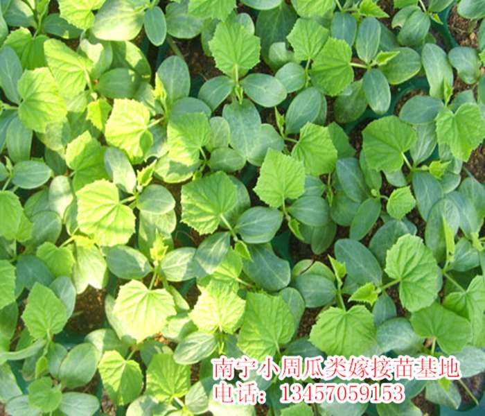广西青瓜苗|广西青瓜嫁接苗|南宁青瓜苗 