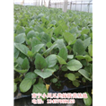 出售茄子嫁接苗|广西南宁茄子苗嫁接苗基地 