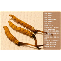 青岛冬虫夏草回收价格 