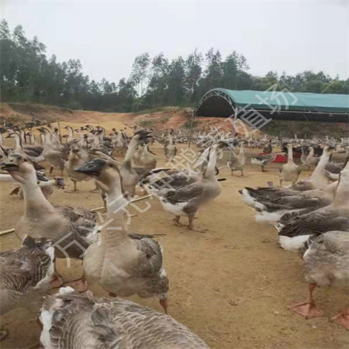 广东80天大白沙种鹅价格