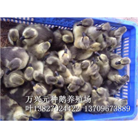 广东阳江鹅苗 狮头鹅苗 马岗鹅苗 