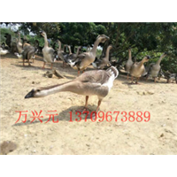 阳江鹅苗-阳江白沙杂