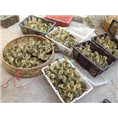 阳江鹅苗养殖培训%阳江狮头鹅苗 