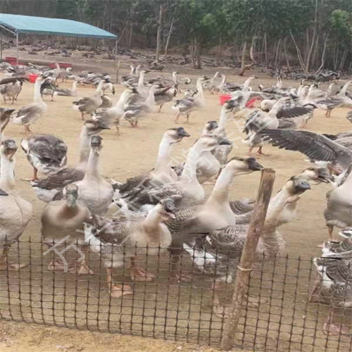 广东80天大白沙种鹅批发价格
