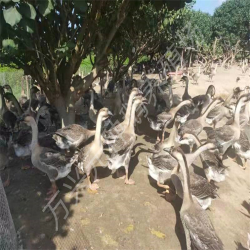 广东80天大白沙种鹅价格