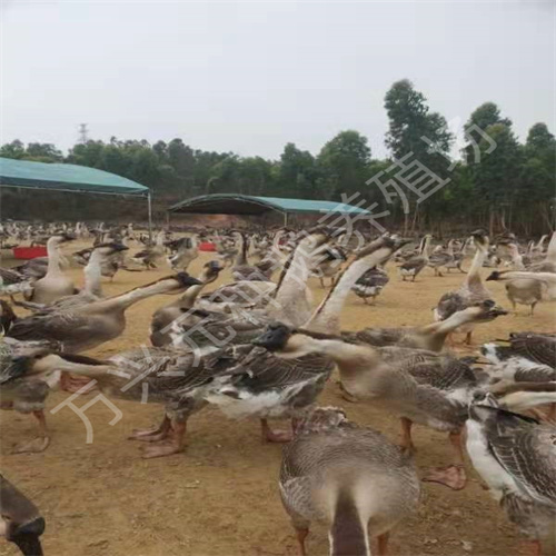 广东80天大白沙种鹅批发