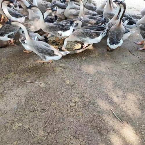 马岗杂种鹅