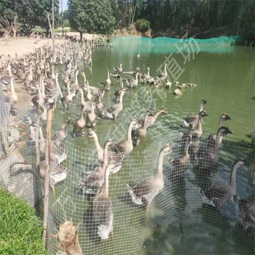 广东80天大白沙种鹅价格