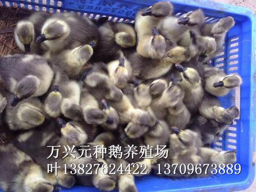 阳江优质鹅苗%阳江鹅苗基地电话 