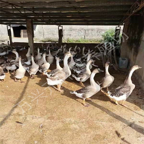马岗杂种鹅