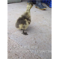 广东鹅苗 