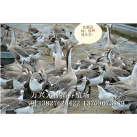 阳江鹅苗批发 