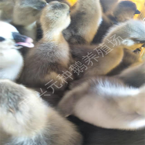 广东大白沙种鹅苗