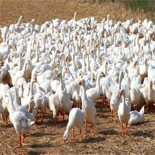 阳江大白沙种鹅