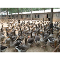 阳江大白沙鹅苗%阳江鹅苗养殖培训 