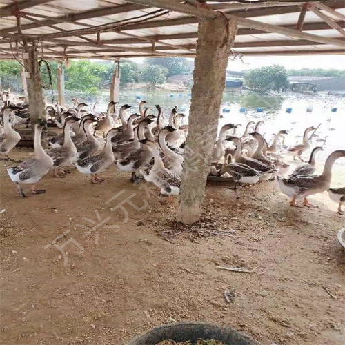 马岗杂种鹅