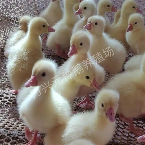 阳江大白沙种鹅