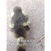 广东阳江鹅苗 马岗鹅苗 大白沙杂鹅苗 