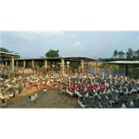 阳江马岗杂
