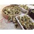 阳江狮头鹅苗#阳江马岗鹅苗 