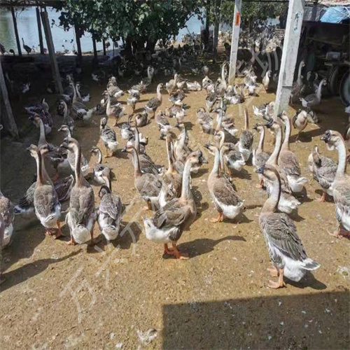 广东80天大白沙种鹅