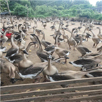 马岗杂鹅苗