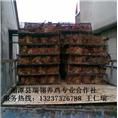 如何提高土鸡苗成活率要过开饮开食关 