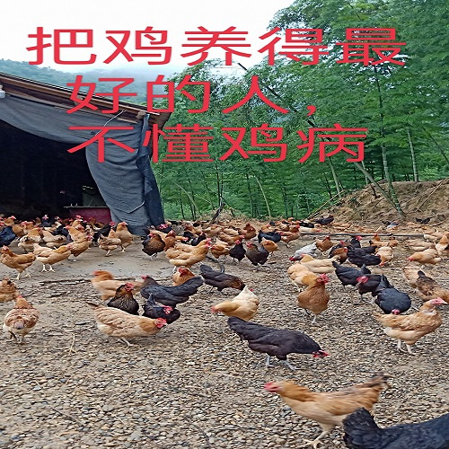 湖南土鸡苗养殖