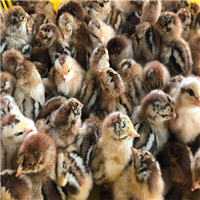 纯土鸡苗批发