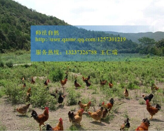 湖南散养土鸡|湖南土鸡苗养殖 