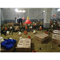 高产型绿壳蛋鸡苗今天中午到达育雏舍 