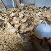 老客户预订明年苏禽品种