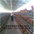 湖南种鸡场|湖南养鸡场 