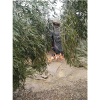 寒潮来袭注意事项 