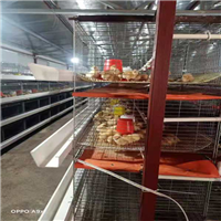 湖南土鸡苗养殖防疫程序