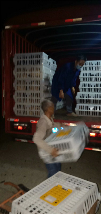 湖南土鸡苗发货中....... 