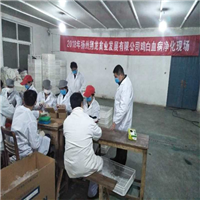 湖南土鸡苗白血病净化现场