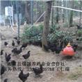 湖南土鸡苗养殖|湖南土鸡苗批发 