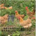 生态放养土鸡价格|湖南生态土鸡养殖 